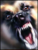 aggression