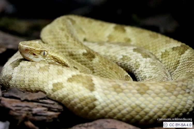 Bothrops insularis