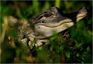 Everglades National Park Florida