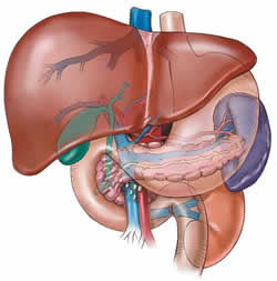 liver main-secret-in-our-body