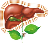 liver main-secret-in-our-body