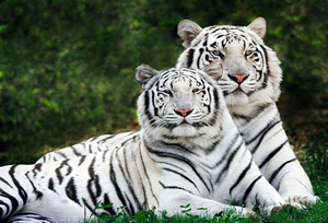 tigers_white