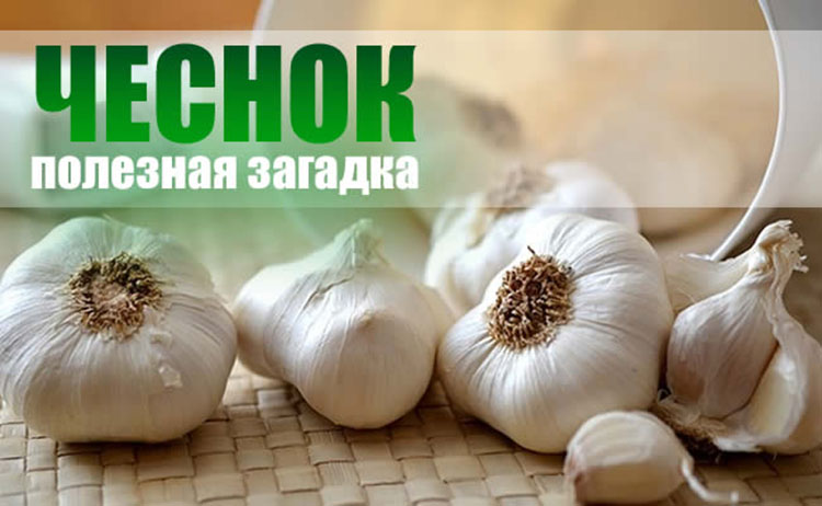 garlic health