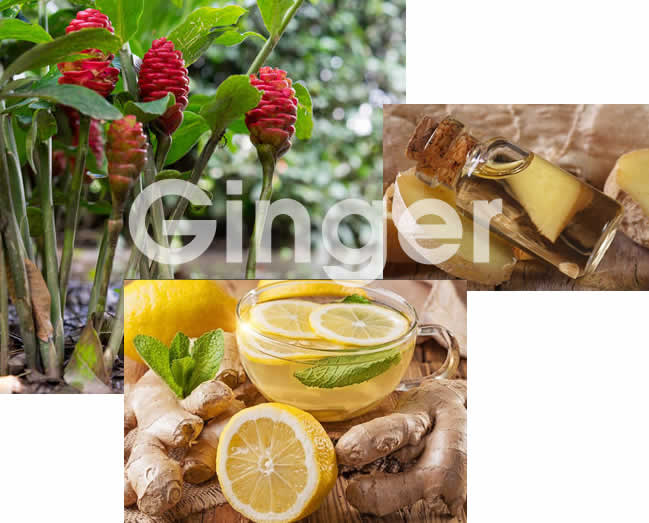 Ginger facts_1