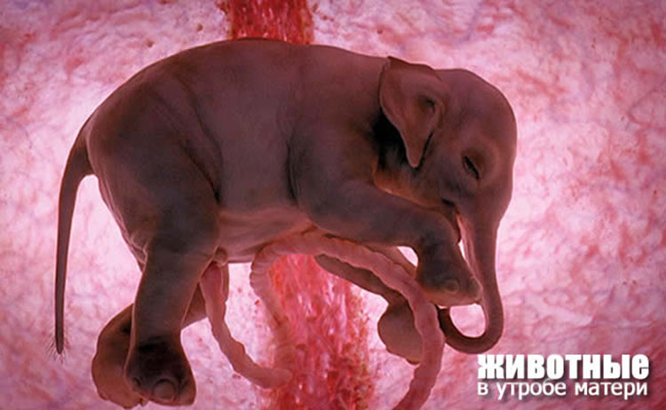 animals unborn