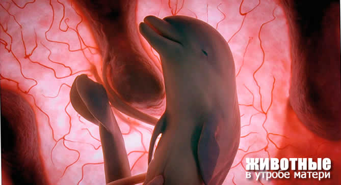 animals unborn dolhin