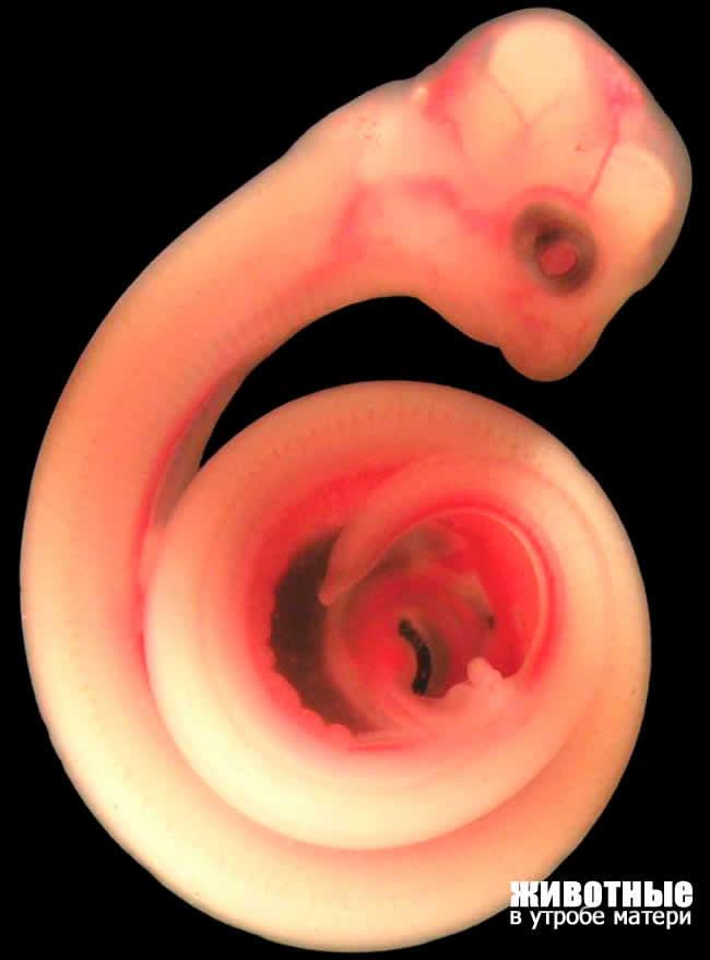 animals unborn snake