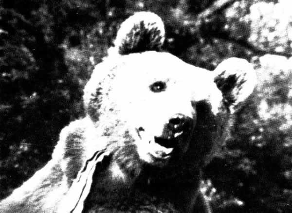 Wojtek5