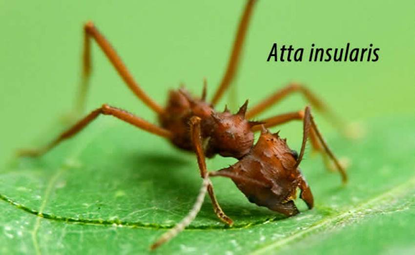 Телепортация? Загадочные муравьи АТТА