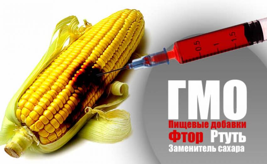Генетически модифицированные продукты (ГМО) - наше питание!