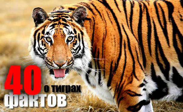 40 интересных фактов о тиграх