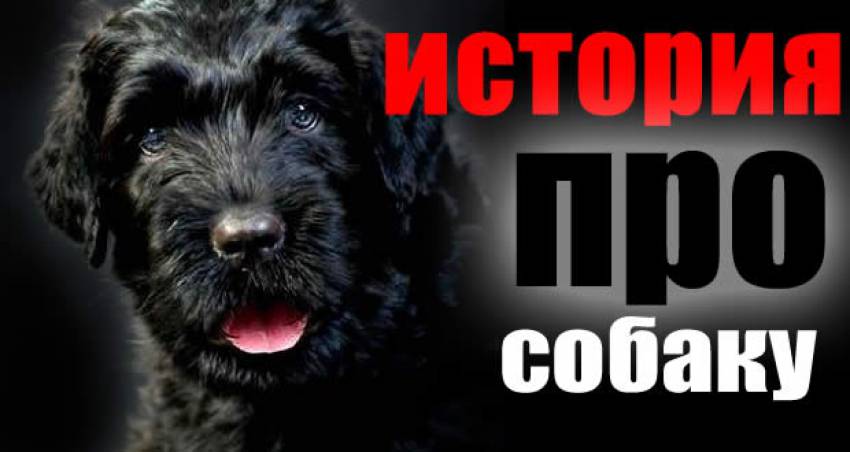 Black dog перевод на русский. Черный пес обложка. История появления собак.