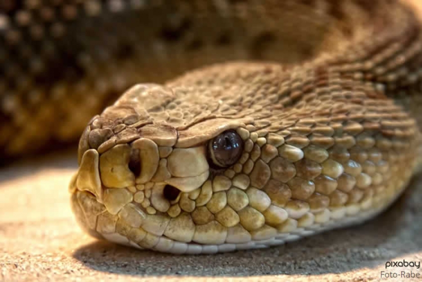 10 интересных фактов о змеях